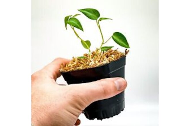 Peperomia eburnea (2.5" Pot) / Rare Live Plant / Dart Frog Terrarium Plant