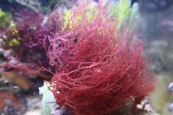 Marine Macro Algae / Seaweed / Marine Plant Gracilaria tikvahiae
