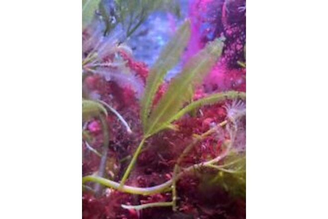 Marine MacroAlgae / Seaweed / Marine Plant Caulerpa paspaloides