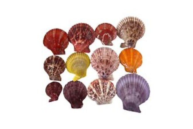 HongRun 8OZ Colorful Pecten Nobilis Scallop Shells 1-3/4" to 2-3/4Inch