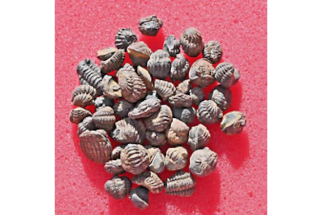 Fifty  Phacopida Trilobite Fossils, Acastoides, from Morocco #2