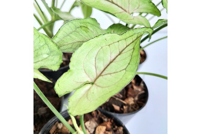 Set of 5 Nice Plant Syngonium Orm Manee Mutation Tropical Rooted Houseplant Rare