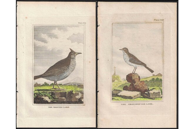 1812 Buffon Natural History Bird Crested Lark Grasshopper Lark, 2 Antique Prints