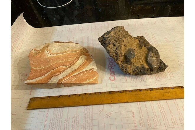 lot of 2 huge sandstone and fossilized clams, 7" and 8" long