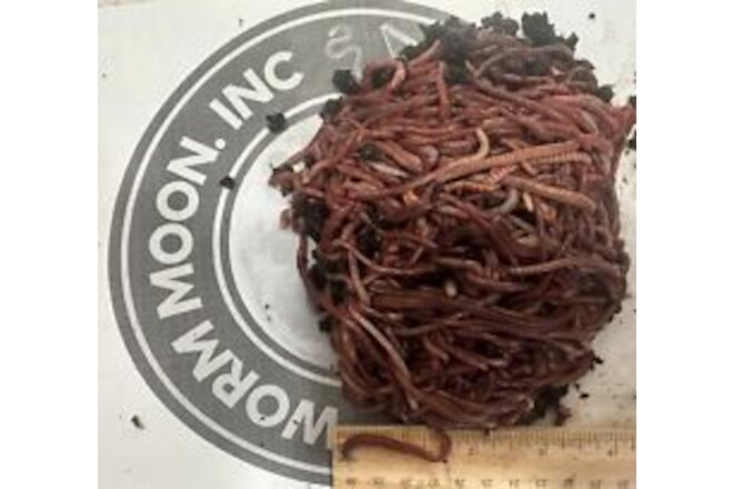 100+ Red Wigglers Composting Worms, Composting Bins
