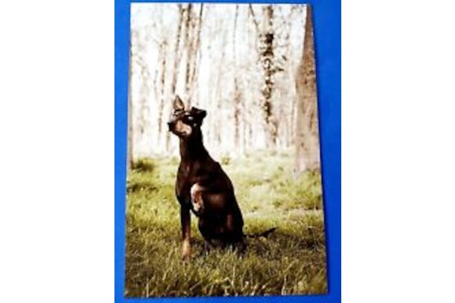 Postcard Manchester Terrier Dog Astrid Harrisson Art Card 6" x 3.75"