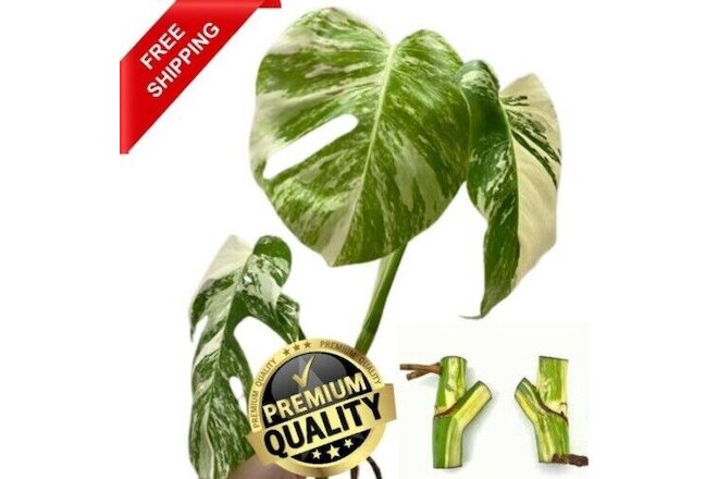 15+ 5 Free Albo Variegated Monstera Nodes Rooted Rare Cutting Plant From Ceylon