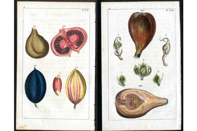 1799 Gottlieb Tobias Wilhelm Original Antique Engraving Fruit Figs, 2 Prints