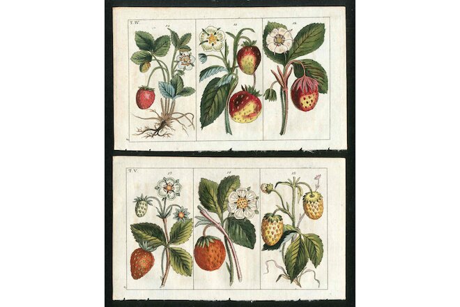 1799 Gottlieb Tobias Wilhelm Original Antique Fruit Flowers Strawberry 2 Prints