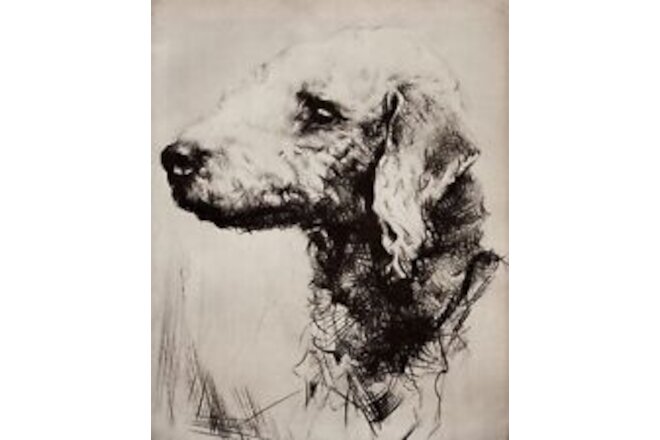 Bedlington Terrier - CUSTOM MATTED - Dog Art Print - Langley - NEW