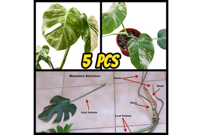 5 Monstera Albo Nodes Rooted Rare Variegated Rooted Cutting Plant From Ceylon