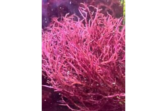 Marine Macro Algae / Seaweed / Marine Plant Gracilaria parvispora