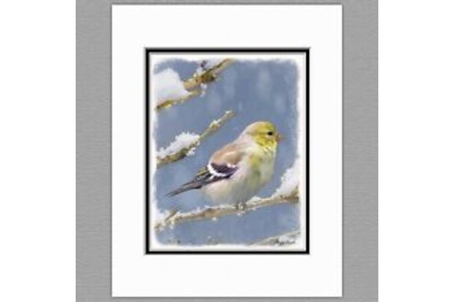 American Goldfinch in Winter Wild Bird Original Art Print 8x10 Matted to 11x14