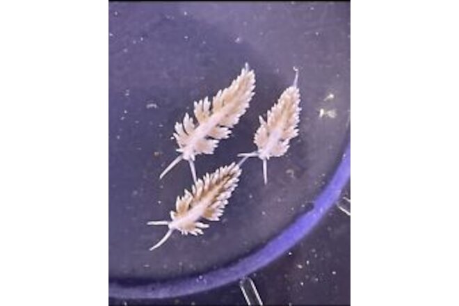Berghia Nudibranch 5 PACK  1/2-3/4” AIPTASIA DESTROYERS. FREE SHIPPING