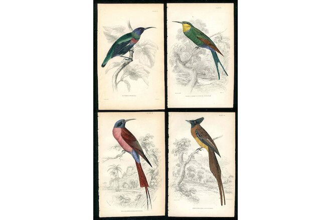 1843 Original Jardine Naturalist's Library Sun Birds, Bee Eater, 4 prints