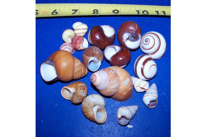 15 - ASSORTED LAND SNAIL SHELLS HERMIT CRAB CRAFTS WOW! Item #  1022-15